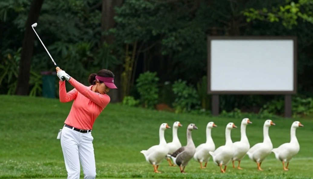 Half the Rating, Same Golf: The Solheim Cup's Problem Sits in the Ledger Half the Rating, Same Golf: The Solheim Cup's Problem Sits in the Ledger